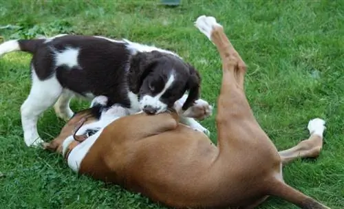 Engelsk springer spaniel og bokserhvalpe leger