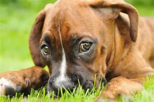 Boxspring (Boxer & Engelsk Springer Spaniel Mix): Info, bilder, kjennetegn & Fakta