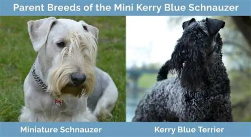 የ Mini Kerry Blue Schnauzer የወላጅ ዝርያዎች