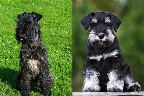 Mini Kerry Blue Schnauzer: Maklumat, Gambar, Ciri & Fakta