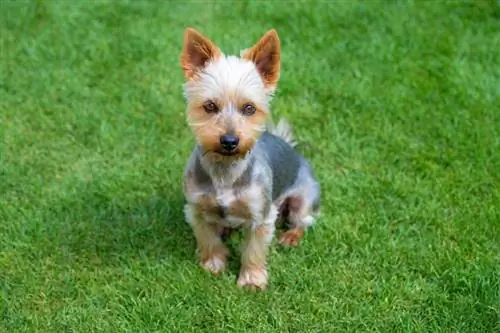 qenush australian terrier