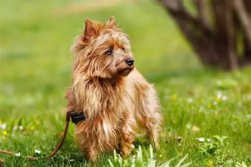 australisk terrier