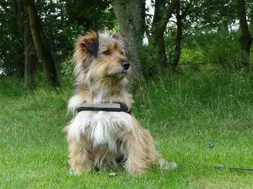 Australian-Terrier