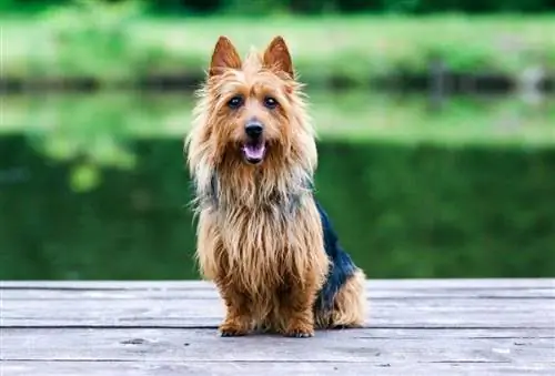 Australian Terrier: informazioni, immagini, caratteristiche & Fatti