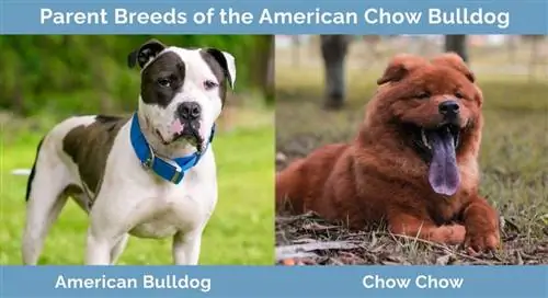 Baka Induk dari American Chow Bulldog