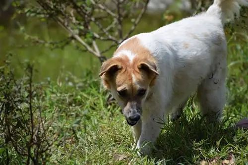 American Chow Bulldog (American Bulldog & Chow Chow Mix): Impormasyon, Mga Larawan, Mga Katangian & Mga Katotohanan