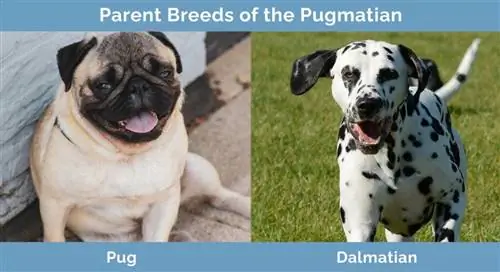 Races progenitores del Pugmatian