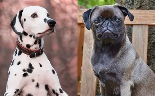 Mopshond (Dalmatiër & Mopshond Mix): Info, Afbeeldingen, Kenmerken & Feiten