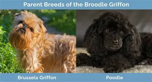 Broodle Griffonun ana cinsləri