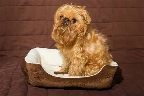 Broodle Griffon (Brussels Griffon & Poodle Mix): informazioni, immagini, caratteristiche & Fatti