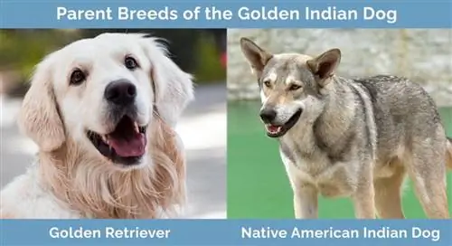 Μητρικές φυλές του Golden Indian Dog