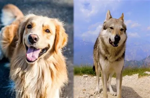 Golden Indian Dog: Impormasyon, Mga Larawan, Mga Katangian & Mga Katotohanan