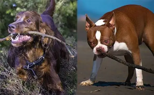 setter irlandais-boston terrier-avec un bâton