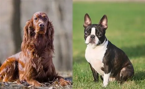 Irish Bostetter (Boston Terrier & Irish Setter Mix): Maklumat, Gambar, Ciri & Fakta