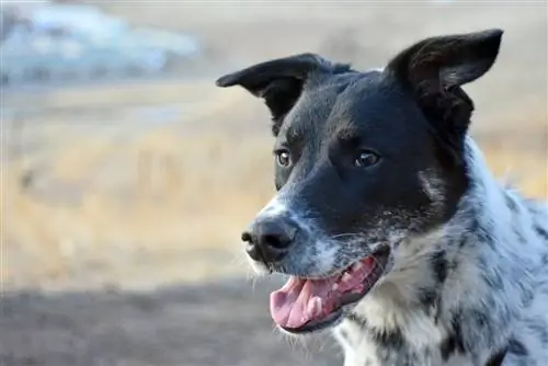 chien labraheeler