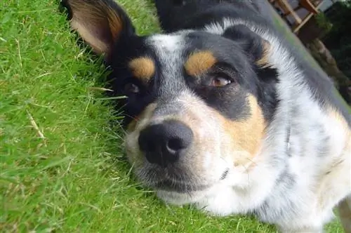 un chiot labraheeler