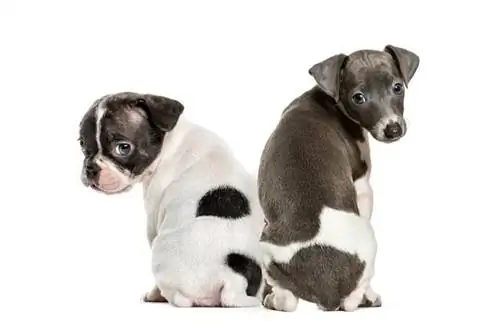 Boston terrier, anak anjing Greyhound Itali