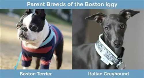 Races pares del Boston Iggy