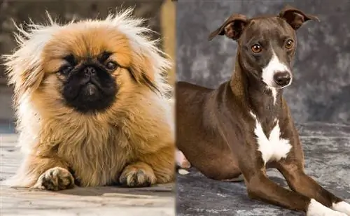 Pekingese at Italian Greyhound na nakahandusay sa lupa