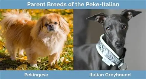 Elternrassen des Peke-Italian