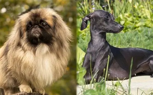 Pekinese und italienischer Windhund sitzen