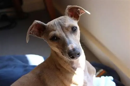 Italian Greyhound: Məlumat, Şəkillər, Xüsusiyyətlər & Faktlar