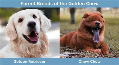 Elternrassen des Golden Chow