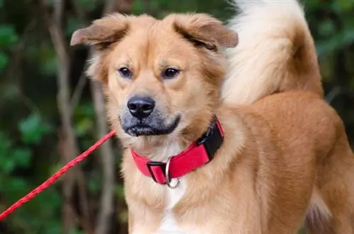 Golden Chow Retriever