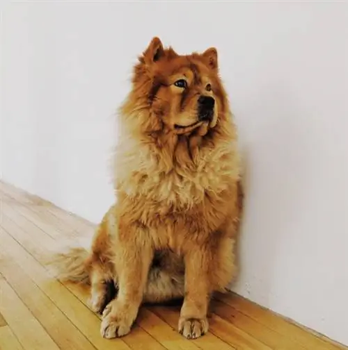 Golden Chow Retriever