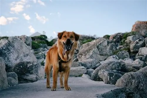 Golden Chow (Golden Retriever & Chow Chow Mix): Տեղեկություններ, նկարներ, բնութագրեր & Փաստեր