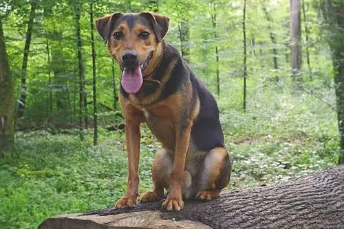 Cachorro Reagle lá fora