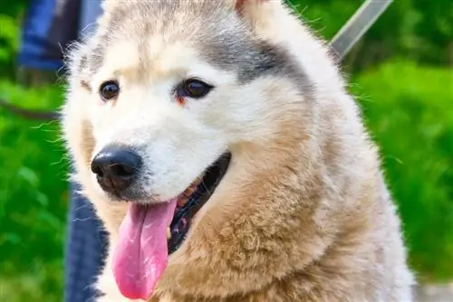 Siberpoo (Siberian Husky & Puddelmix): Info, Billeder, Karakteristika & Fakta