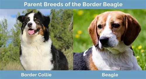 Ouderrassen van de Border Beagle