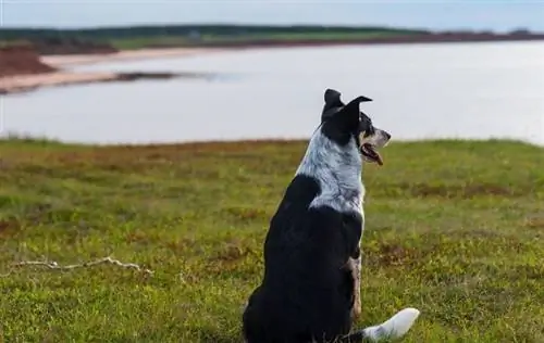 Ciam teb Collie thiab Beagle mix