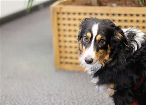 Border Beagle (Beagle & Border Collie Mix): Impormasyon, Mga Larawan, Mga Katangian & Mga Katotohanan