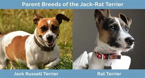 A Jack-Rat terrier szülőfajtái