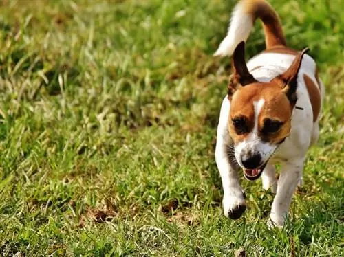 jack rat terrier berlari