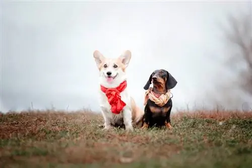 corgi və Dachshund