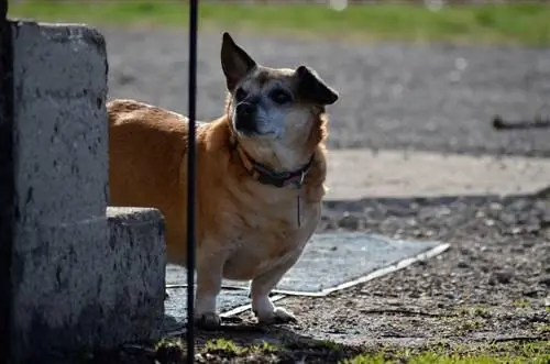 Dorgi (gravhund & walisisk Pembroke Corgi Mix): Info, Billeder, Karakteristika & Fakta