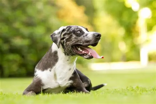 Anjing Labahoula dengan lidah terjulur