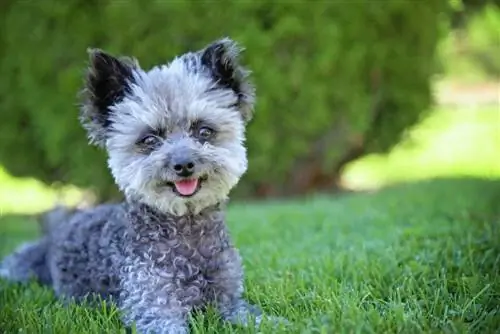 Chi-Poo (Chihuahua & Mchanganyiko wa Poodle): Maelezo, Picha, Sifa & Ukweli