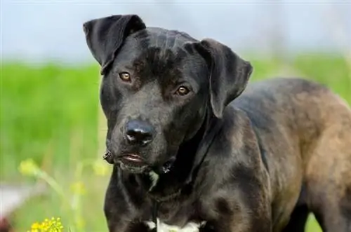 Amerikan Bullador (Amerikan Bulldog & Labrador Karışımı): Bilgi, Resimler, Özellikler & Gerçekler