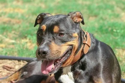 Pitweiler (Rottweiler & Pitbull Terrier Mix): Informações, Fotos, Características & Fatos