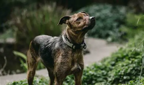 treeing tennessee brindle udenfor