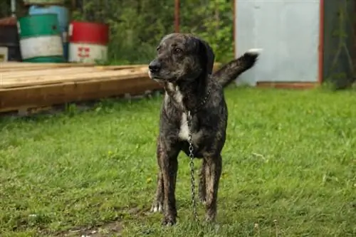 Treeing Tennessee Brindle