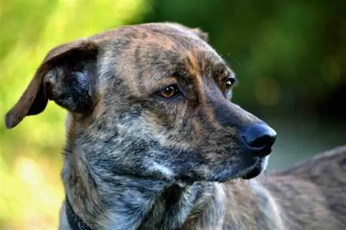 Treeing Tennessee Brindle: ақпарат, суреттер, сипаттамалар & фактілер