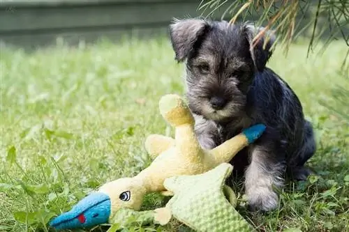 Snorkie (Miniature Schnauzer & Yorkie Mix): Info, Pictures, Characteristics & Fakte