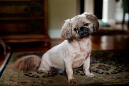 Pugapoo (Pug & Poodle Mix): اطلاعات، تصاویر، خصوصیات & حقایق