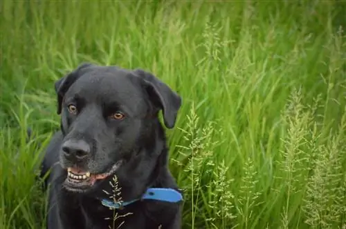 Labrabull noir dans l'herbe