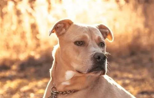 Vàng Labrabull Labrador Pitbull Mix